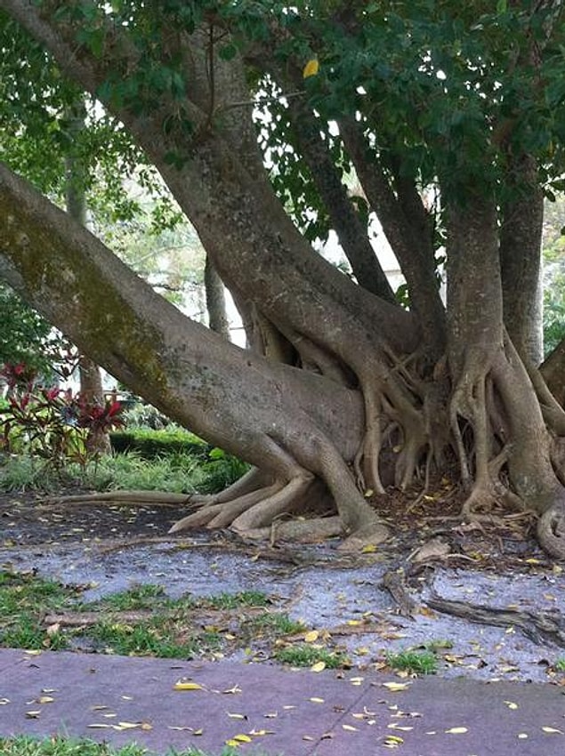 6. The way these trees chose to grow over the years...