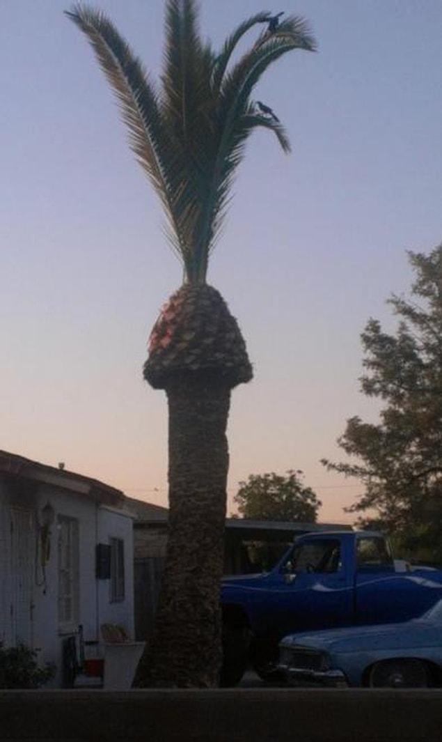 14. This palm tree...