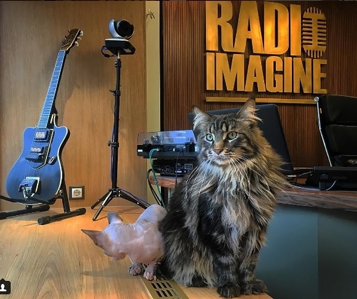 Avrupa'nın En Büyük Kedi Kafesi Rusya'da Açıldı: Kedi Cumhuriyeti!