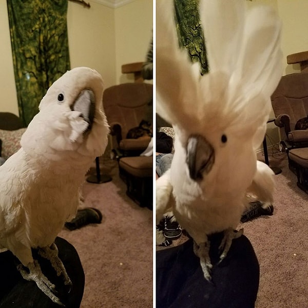4. До и после того, как этого попугайчика назвали хорошим мальчиком