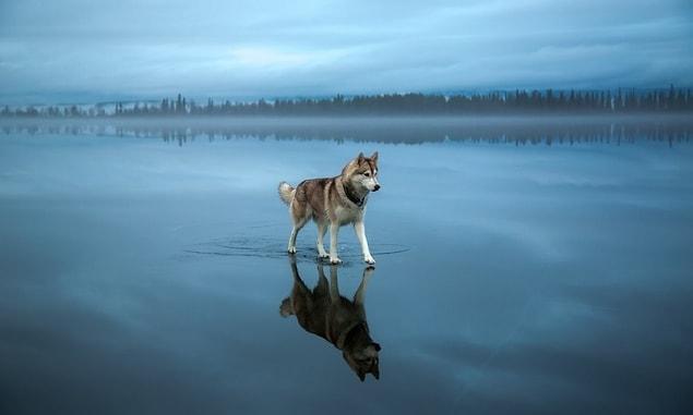 8. This husky trying to walk on an icy lake.