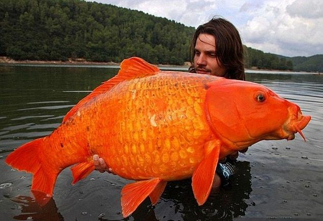 16. This lucky fisherman who caught this 33-pound carp somewhere over the South of France.