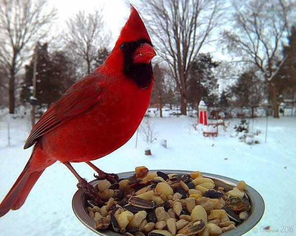 9. Kuzey Kardinal kuşu