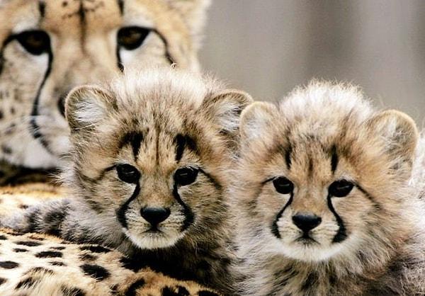 Çita neslinin karşılaştığı tehditlerden biri de yavruların kaçak ticareti
