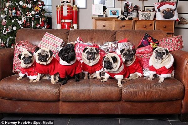 Bu şanslı pug'lar her zaman olduğu gibi Noel günü de bol bol şımartıldılar. Becca'nın anne babası da onları ziyarete geldi ve geniş aile sıcacık bir Noel günü yaşadı.