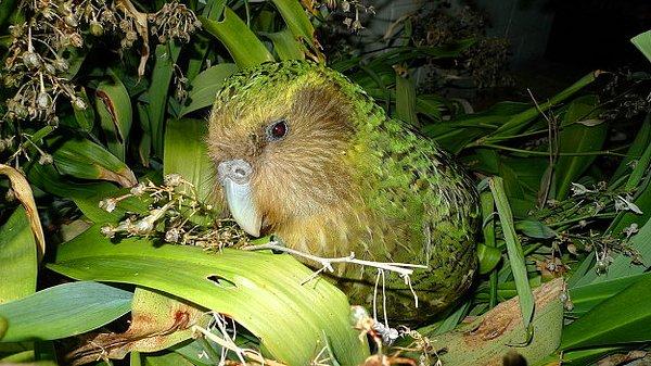 6. Komik kuş 'kakapo' artık türü yok olmayla karşı karşıya hayvan satütüsünde değil.