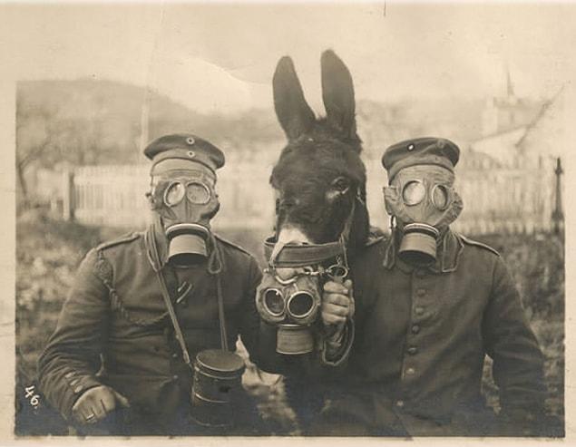 14. German soldiers and a horse wearing gas masks during WWI.