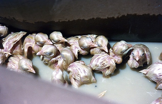 1. These animals’ lives are in a state of misery from the beginning.