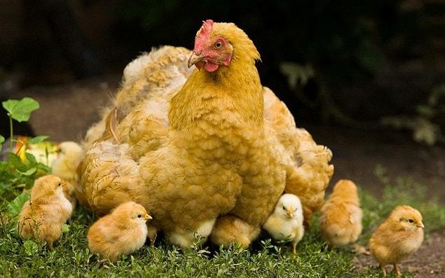 2. It takes approximately 36 hours for a hen to produce 1 egg.