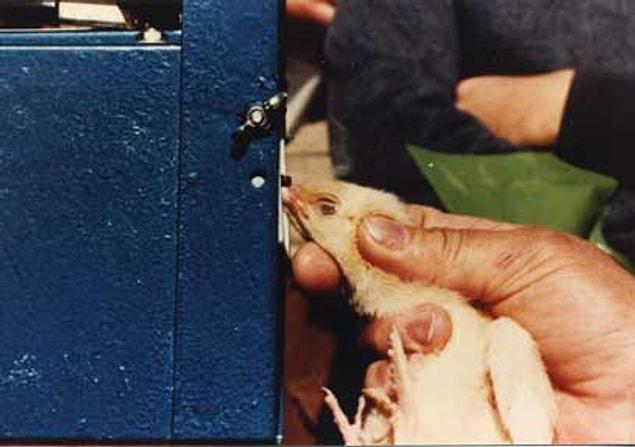8. The female chicks have their beaks cut off with a hot blade.