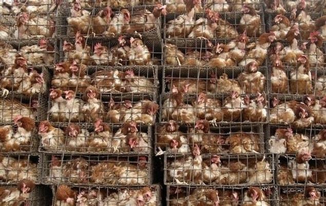 12. After around 2 years the birds that have managed to survive are sent to the slaughterhouse.