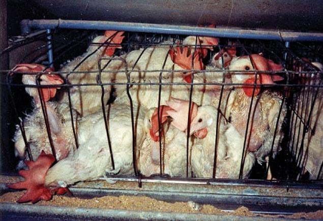 13. The hens then face the same fate as the birds that are raised for their meat.