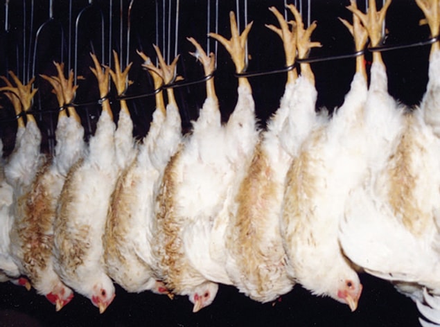 14. They are shackled and hung upside down.