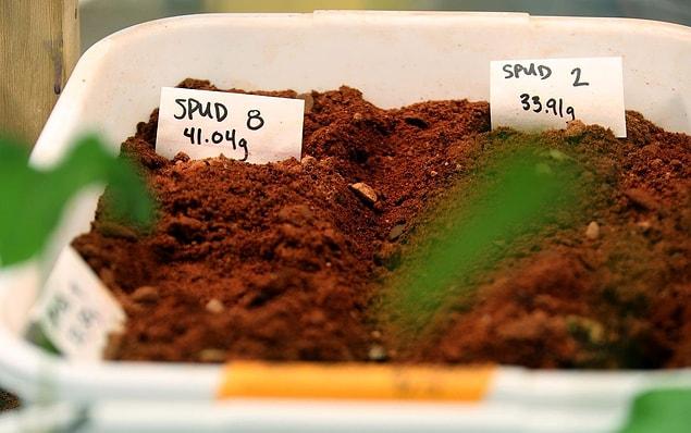 7. Tomatoes, peas, and 8 other crops have been grown in Mars-equivalent soil