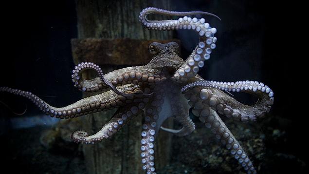 8. A group of researchers claimed that Octopuses might have Alien DNA.