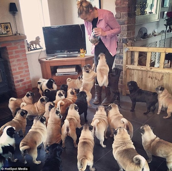 Эта нечеловеческая любовь началась у Бекки в 30 лет, когда ей подарили первого щенка.