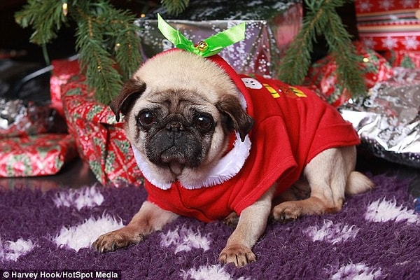 Но, судя по фотографиям, Бекка прекрасно справляется! Хочется верить, что мопсы ценят её заботу и дорогие новогодние подарки 😉🐶🎅👏