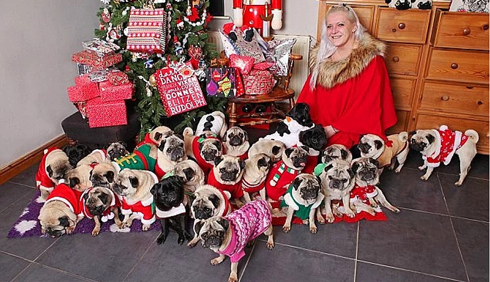 Британка тратит бешеные деньги на рождественские подарки своим 30 мопсам