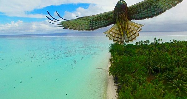 2. Fransız Polinezyası'nda Kuş Saldırısı- Actua Drone