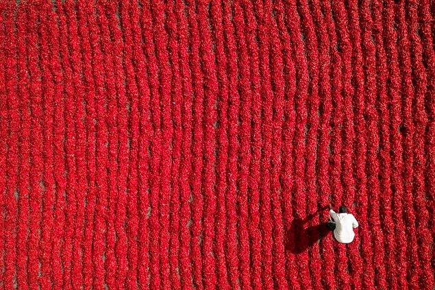 13. Kırmızı Biber Çiftçisi, Guntur, Hindistan- Aurobird