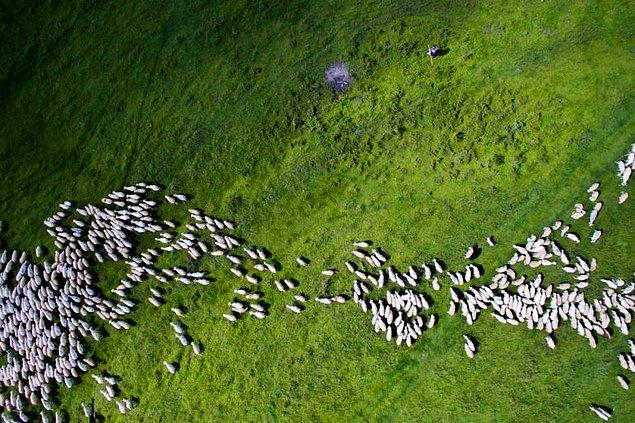 18. Koyun Sürüsü, Romanya- Thedon