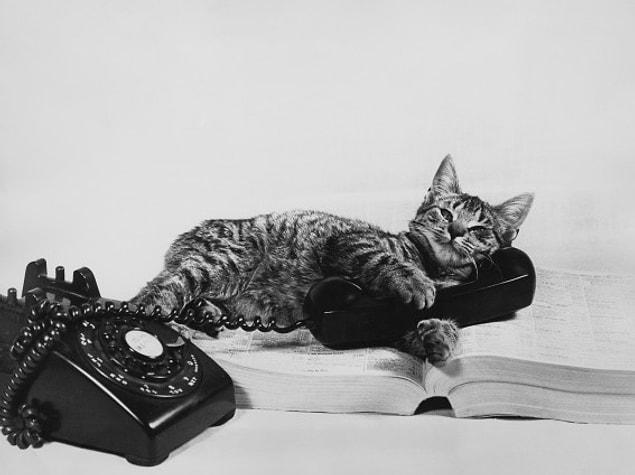 10. The Cat Telephone