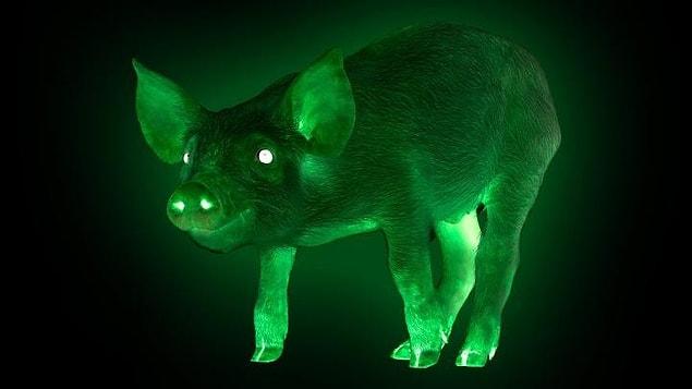 8. Glow-In-The-Dark Pigs