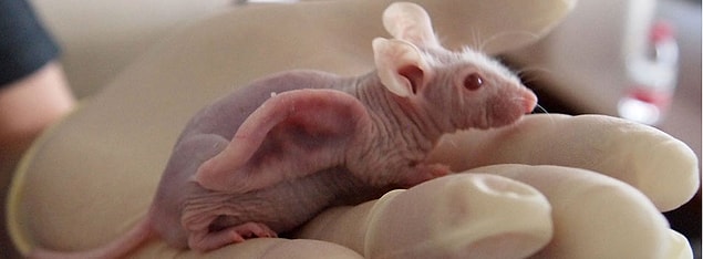 7. The Mouse With A Human Ear