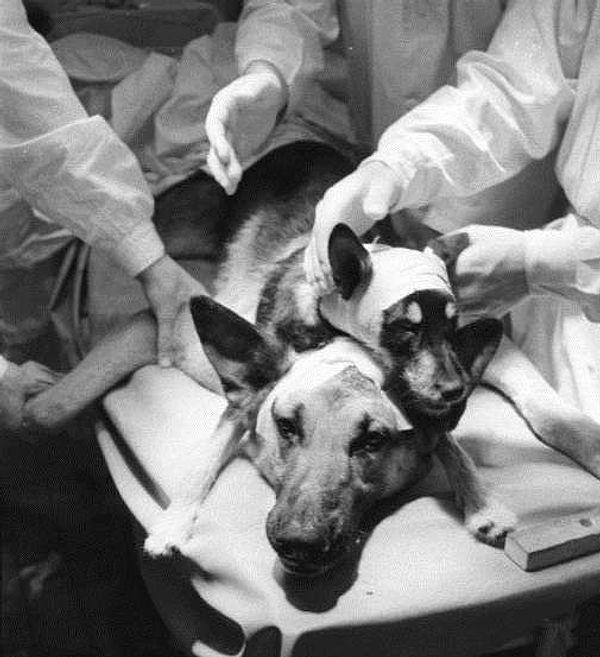 5. The Soviet Surgeon And His Two-Headed Dog