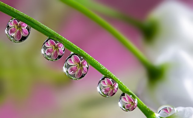 4. Flower in water drops.