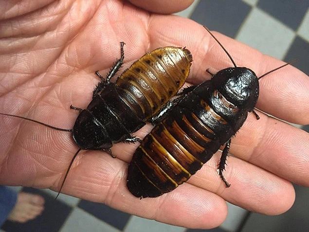 Yem olarak kullanılan "Madagaskar Tıslayan Hamam Böceği" ya da bilimsel adıyla "Gromphadorhina portentosa."