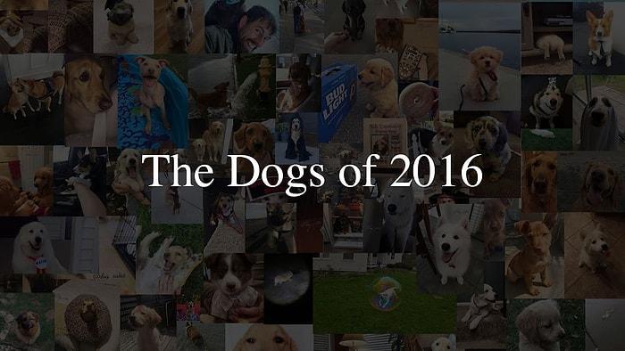 İzlemekten Büyük Keyif Aldığımız 2016'nın En Minnoş Köpekleri