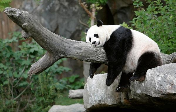 Bakıcılardan biri, pandaların hamilelik belirtileri gösterdiklerinde özel bir muamele gördükleri için hamilelik taklidi yapmayı öğrendiklerini söyledi.