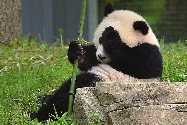 Gebe pandalar, bu süreçte kendilerine ait klimalı bir odada, 24 saat boyunca özel bakım ve daha birçok ayrıcalıklı imkana sahip oluyorlar.