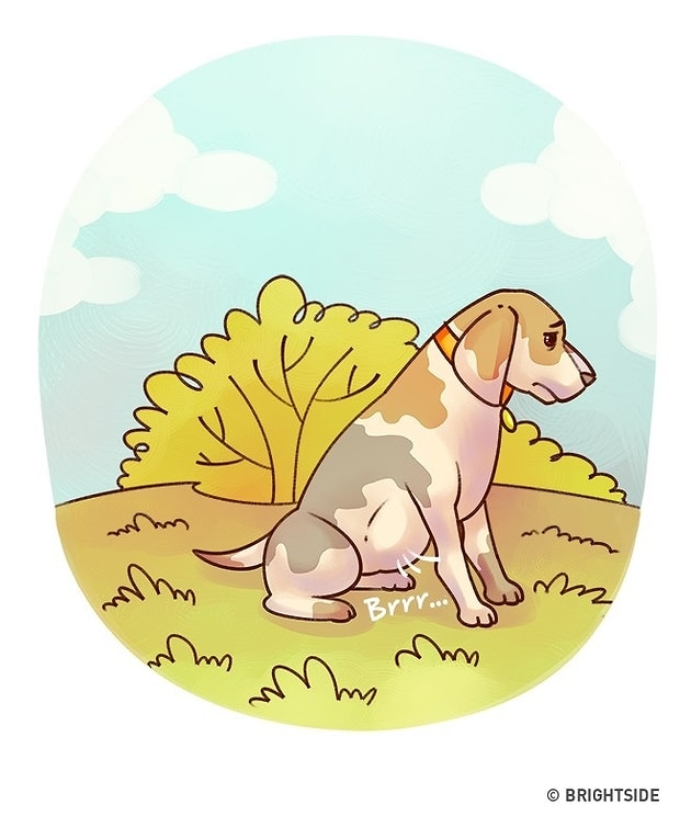 Kedi Ve Kopek Ebeveynleri Dikkat Yavrunuzu Hemen Veterinere Goturmenizi Gerektiren 15 Durum