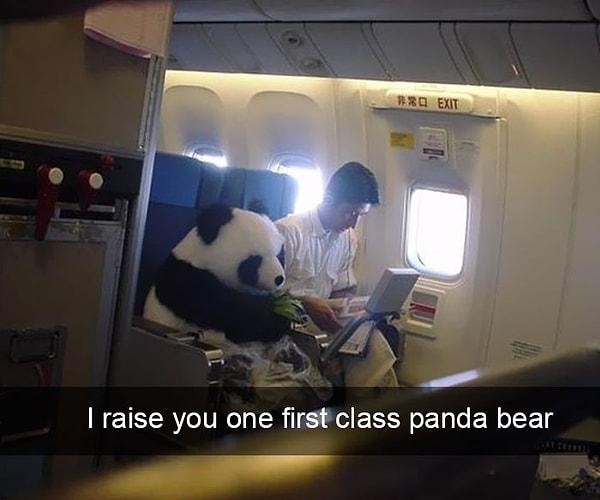 1. Business Class seyahat eden panda sosyal medyayı kendine aşık etmişti!