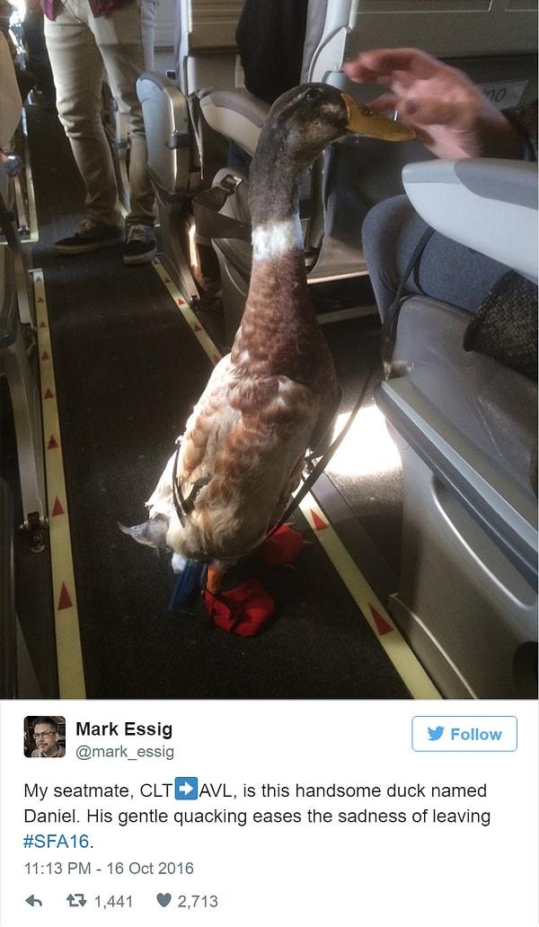 12. "Uçakta yolcu arkadaşım bu yakışıklı ördek Daniel. Çok güzel vaklıyor ve veda etmenin stresini alıyor."