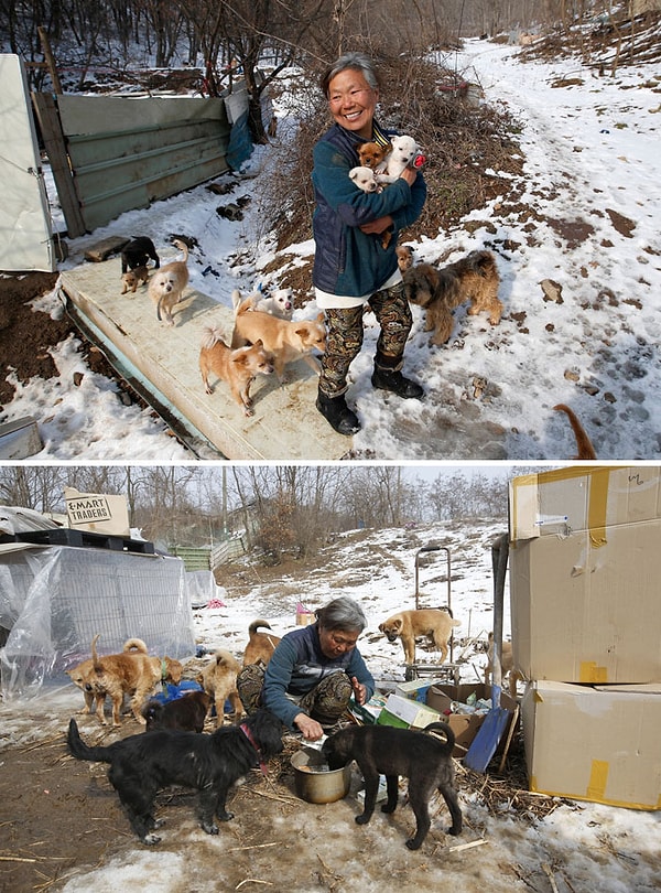 6. Южнокорейская женщина дала дом 200 собакам, которых она спасла от продажи в рестораны