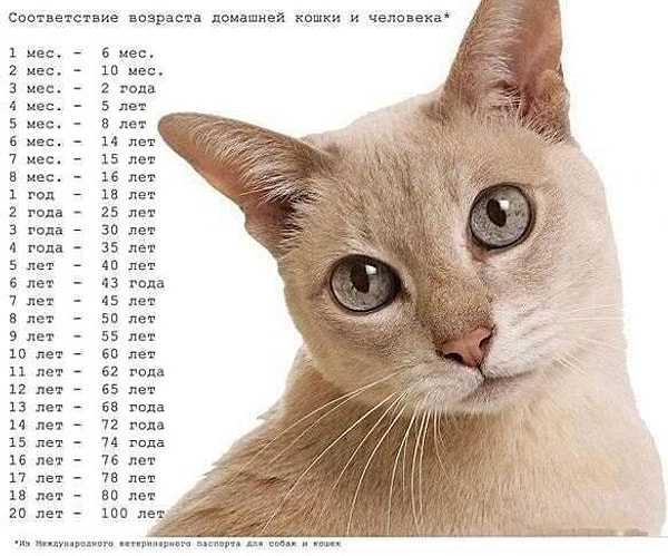 42. Соотношение возраста кошек и людей.