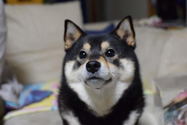 “Shiba Inus are nervous and hard to please, but Ako is not a typical Shiba, in a positive sense,” she said. “Recently, depending on the subject, we talk to each other in a way that Aco can’t hear us.”