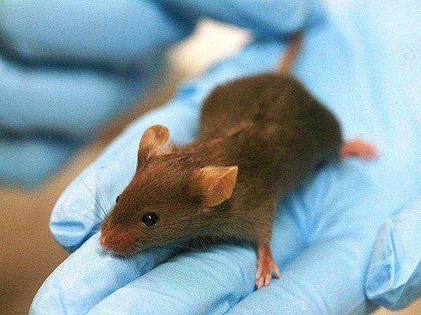 6. Araştırmacılar, farelerde alzheimer hastalığının verdiği zararı geçici olarak tersine çeviren elektronik bir flaş keşfettiler.
