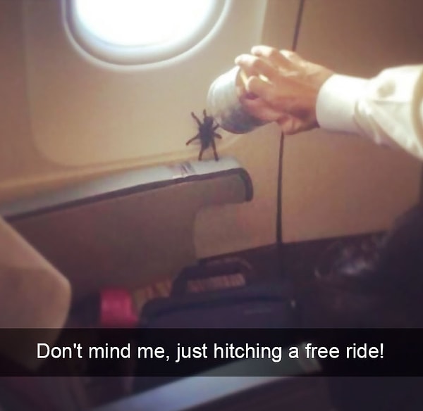 10. "Не обращайте внимание, я просто безбилетник и вынужден скрываться" 😄