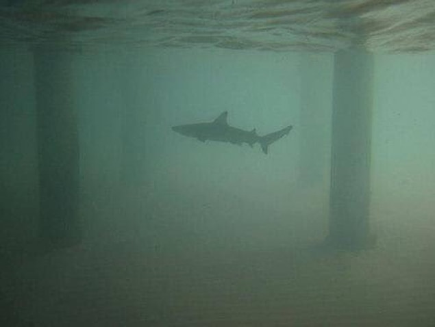 11. The ocean is a scary place!