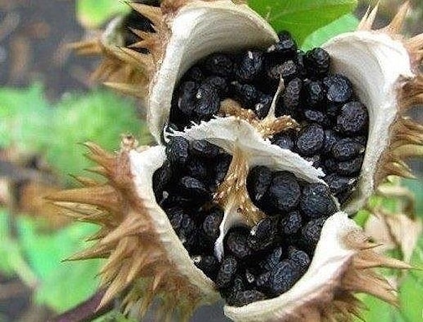 3. Цветок смеха растет на Аравийском полуострове. Его семечко способно вызвать у человека смех на протяжении получаса.