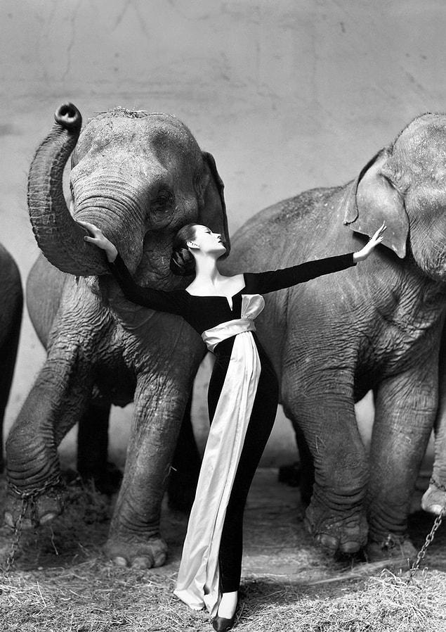 77. Dovima With Elephants, Paris, August, Richard Avedon, 1955