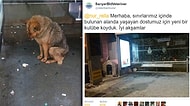 Kulübesi Atıldığından Soğuğun Ortasında Kalan Köpeğe Uzatılan Yardım Eli İçinizi Isıtacak!