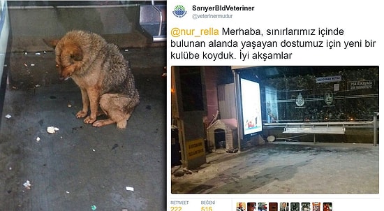 Kulübesi Atıldığından Soğuğun Ortasında Kalan Köpeğe Uzatılan Yardım Eli İçinizi Isıtacak!