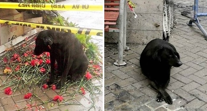 Şehit Fethi Sekin'in Her Gün Beslediği Köpek, Onun Görev Yaptığı Yerden Ayrılmadı!