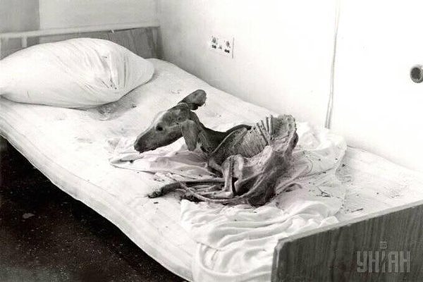 10. Скелет собаки в одной из брошенных квартир в городе Припять. Пес так и не дождался своих хозяев.