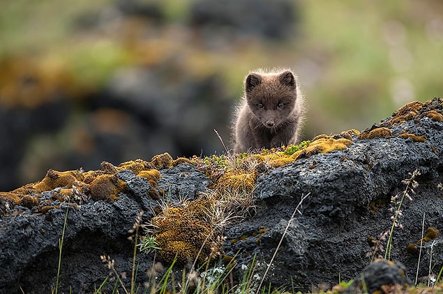 9. Savage polar fox.